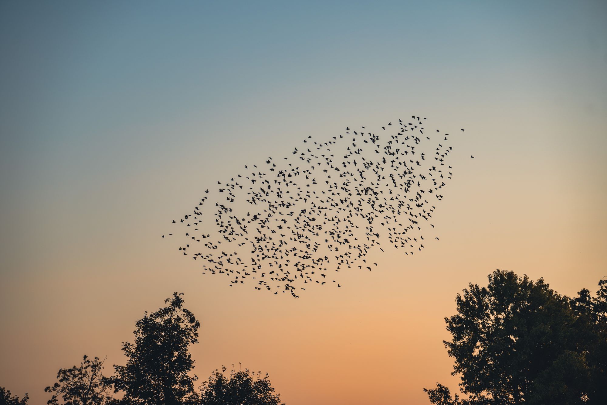 A flock of birds in flight above a treeline at dusk
