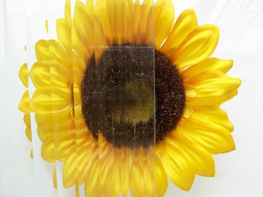 English Reeded textured glass, shown over a sunflower