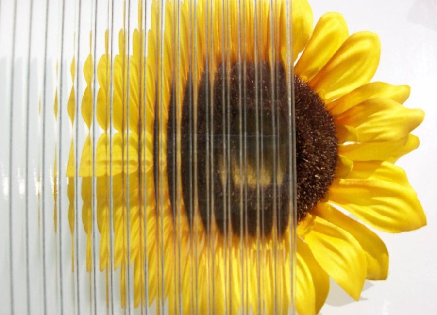 Quarter Reeded textured glass, shown over a sunflower