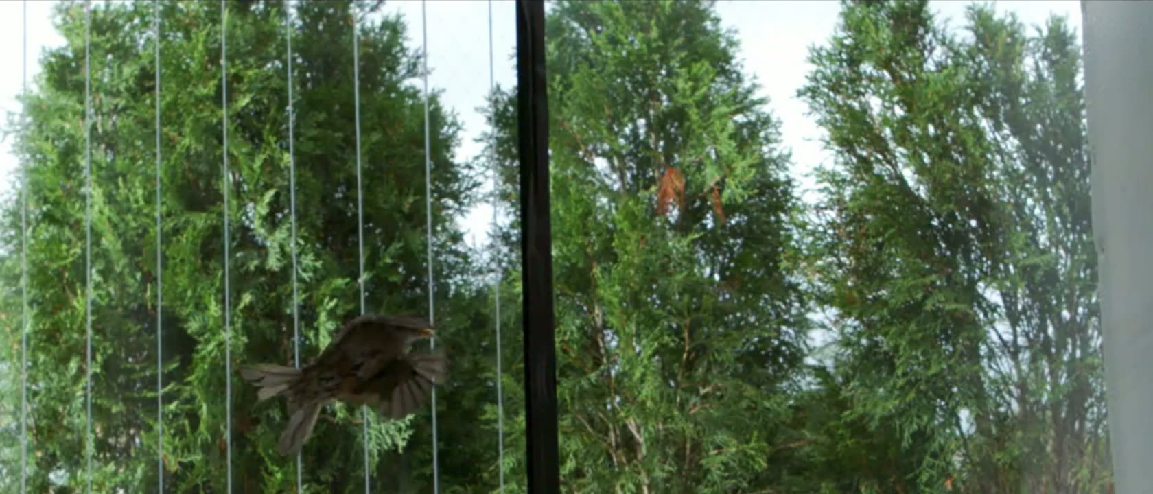 A songbird veering away from a window fitted with visible bird-safe markers